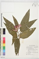 毛菍、毛野牡丹藏品圖，第1張