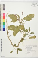 瘤果莧藏品圖，第1張