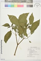 燈籠草藏品圖，第1張