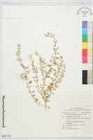 白籽草藏品圖，第1張