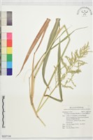 臺灣油芒藏品圖，第1張