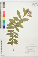 翼果風車子、紅球風車子藏品圖，第1張