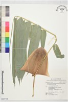 竹變藏品圖，第1張