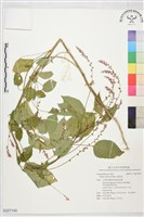 瘤果莧藏品圖，第1張