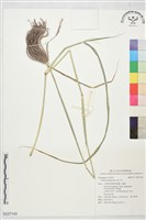 孟仁草藏品圖，第1張