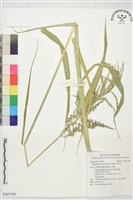 巴拉草藏品圖，第1張