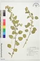 圓葉金午時花藏品圖，第1張