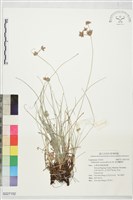 黃色飄拂草藏品圖，第1張