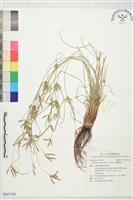 莎田草、扁穗莎草藏品圖，第1張