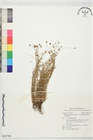 毛球柱草、高雄球柱草藏品圖，第1張