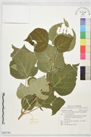 椴葉野桐藏品圖，第1張