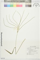 升馬唐藏品圖，第1張