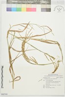 刺芒野古草藏品圖，第1張