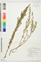 茵蔯蒿藏品圖，第1張