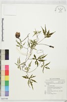 七爪菜欒藤藏品圖，第1張