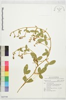 扁豆莢大豆藏品圖，第1張