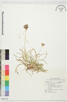 佛焰苞飄拂草藏品圖，第1張