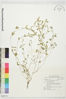 丁葵草藏品圖，第1張