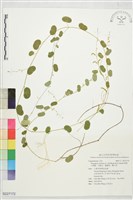 腎葉山螞蝗、馬蹄金、蝙蝠草、腰只草藏品圖，第1張