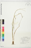 狹葉水竹葉藏品圖，第1張