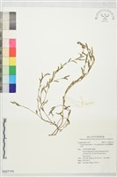 鵝鸞鼻決明藏品圖，第1張