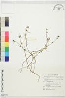 松葉耳草藏品圖，第1張