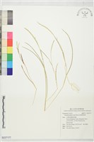 其昌假蛇尾草藏品圖，第1張