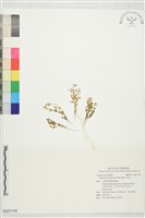 矮形光巾草藏品圖，第1張