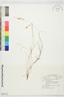 長畫眉草藏品圖，第1張