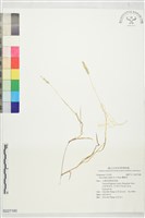 囊穎草藏品圖，第1張