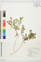 濱斑鳩菊藏品圖，第1張