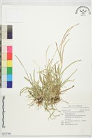 其昌假蛇尾草藏品圖，第1張