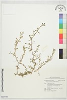 過長沙藏品圖，第1張