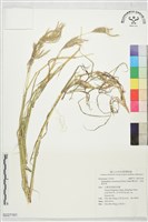 雙花草、印度藍莖草藏品圖，第1張