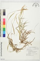 亨利馬唐藏品圖，第1張