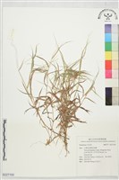 登錄號:S227193藏品圖，第1張