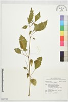 燈籠草藏品圖，第1張