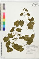 雞心藤藏品圖，第1張