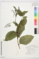 冷飯藤藏品圖，第1張