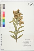 白千層、脫皮樹藏品圖，第1張