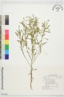 獨行菜藏品圖，第1張