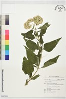 假澤蘭藏品圖，第1張