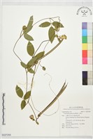 山珠豆藏品圖，第1張