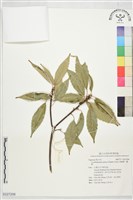 青剛櫟、鐵椆藏品圖，第1張