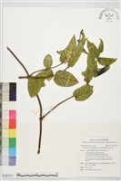 大花忍冬藏品圖，第1張