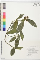 臺灣香檬藏品圖，第1張