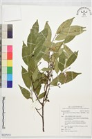 墨點櫻桃、黑星櫻藏品圖，第1張