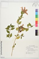 蜂鳥花藏品圖，第1張