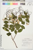 垂絲金龍藤藏品圖，第1張