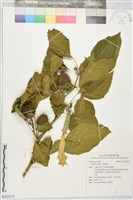 曼陀羅藏品圖，第1張